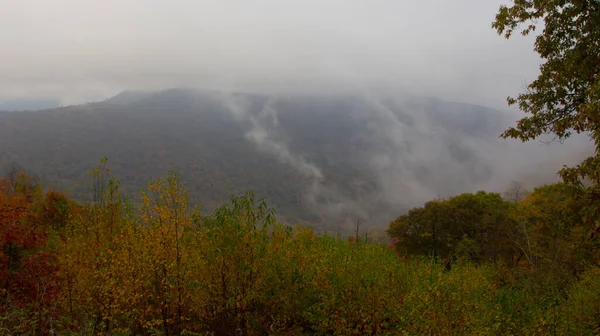Гарний Знімок Різнокольорового Туманного Лісу — стокове фото