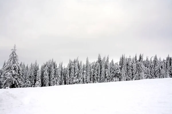 Výstřel Jedlového Lesa Pokrytého Sněhem — Stock fotografie