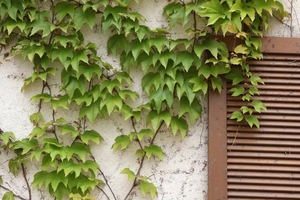 Binanın Dış Tarafındaki Güzel Bitki Yapraklarının Yakın Plan Çekimi — Stok fotoğraf