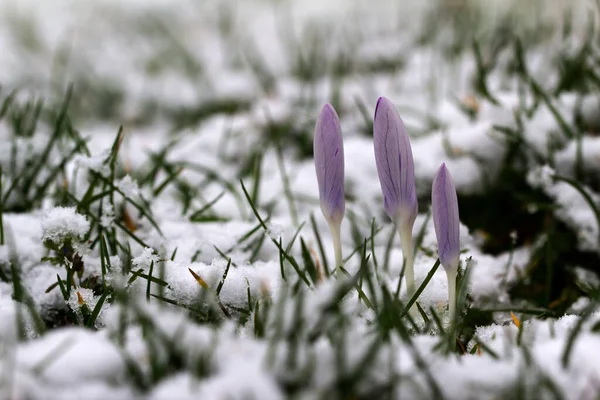 Selektywne Skupienie Kwitnących Purpurowych Kwiatów Krokusa Polu Pokrytym Śniegiem — Zdjęcie stockowe
