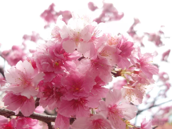Zbliżenie Ujęcia Kwitnących Kwiatów Wiśni Pod Błękitnym Niebem — Zdjęcie stockowe