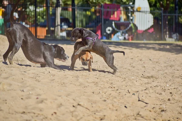 Närbild Hundar Som Leker Med Varandra Parken — Stockfoto