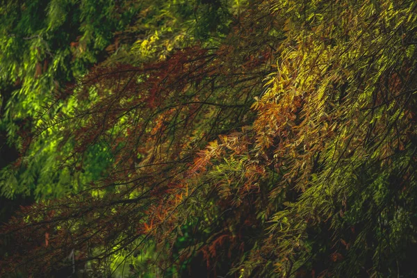 Μια Ζωντανή Υφή Φύλλων Φθινοπώρου Δέντρου — Φωτογραφία Αρχείου