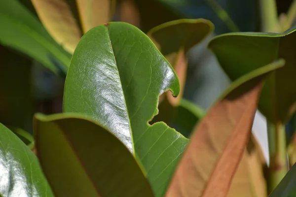Tiro Seletivo Foco Folha Magnolia Danificada Pela Lagarta — Fotografia de Stock