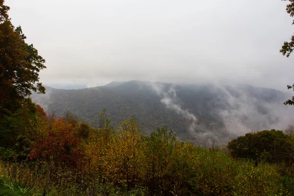 Прекрасний Знімок Туманного Лісу — стокове фото