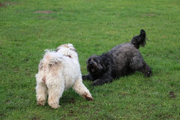 Schattige Kleine Honden Rennen Spelen Het Grasveld — Stockfoto