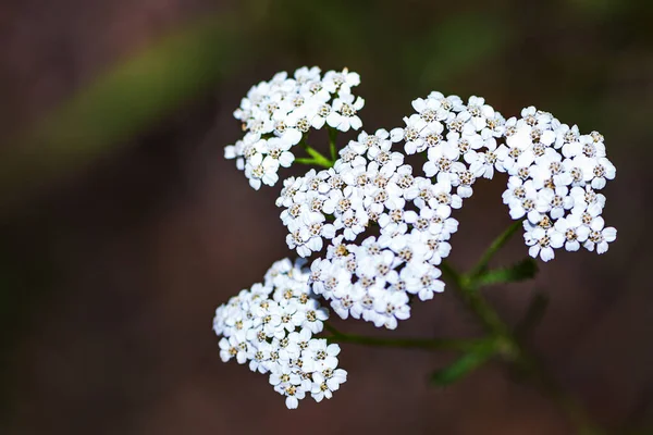 Osamocená Bílá Nahá Šipka — Stock fotografie