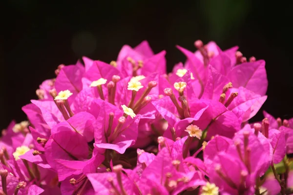 Een Close Shot Van Levendige Bougainvilleas — Stockfoto