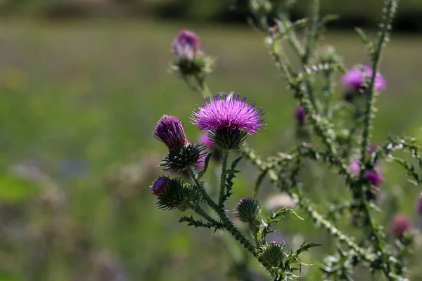 Closeup Shot Beautiful Thistle Flowers — Stock Photo, Image