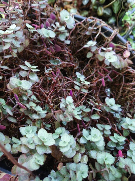 Plan Vertical Jeunes Fleurs Ornementales Plantées Dans Jardin — Photo