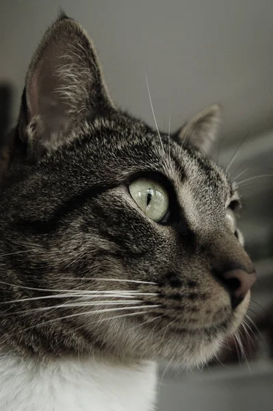 Ένα Κάθετο Πλάνο Μιας Χαριτωμένης Γάτας Πράσινα Μάτια — Φωτογραφία Αρχείου