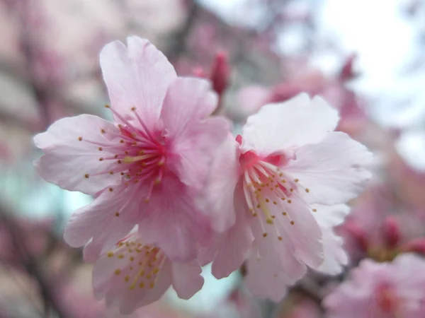 Zbliżenie Ujęcia Kwitnących Kwiatów Wiśni Pod Błękitnym Niebem — Zdjęcie stockowe