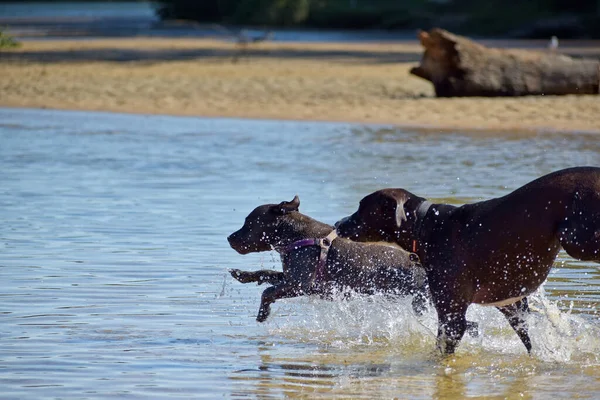 公園の池で遊んでいる犬のクローズアップショット — ストック写真