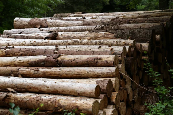 Primo Piano Tronchi Albero Tagliati Nella Foresta Europa Industria Del — Foto Stock