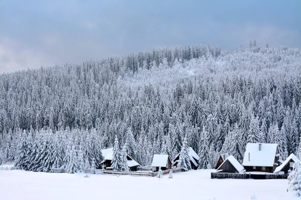 雪に覆われたモミの森のショット — ストック写真