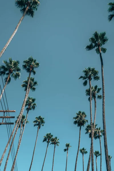 一个竖直的低角度拍摄的高棕榈树 — 图库照片