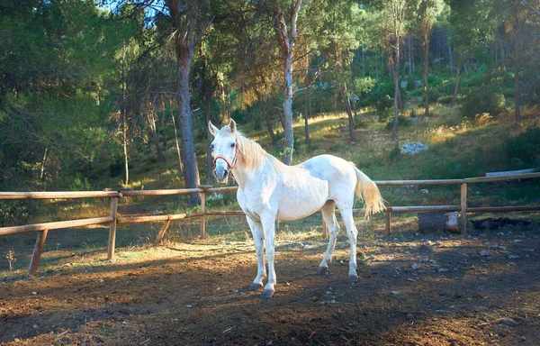 Μια Θέα Ενός Λευκού Αλόγου Που Στέκεται Στην Αποβάθρα Στη — Φωτογραφία Αρχείου