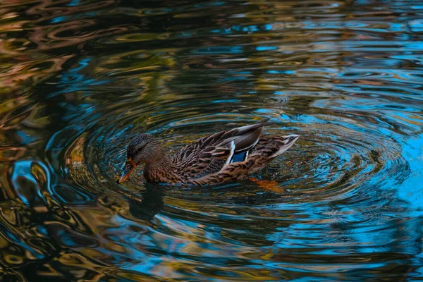 Μια Όμορφη Θηλυκή Πάπια Mallard Μια Λίμνη — Φωτογραφία Αρχείου