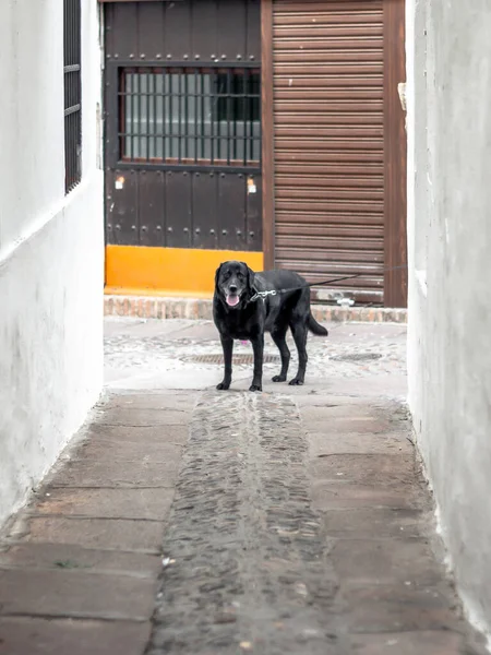 Colpo Verticale Labrador Nero Una Strada Stretta — Foto Stock