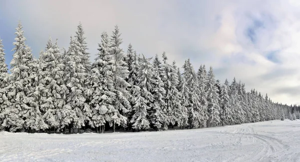 Ein Schuss Von Einem Verschneiten Winterwald — Stockfoto