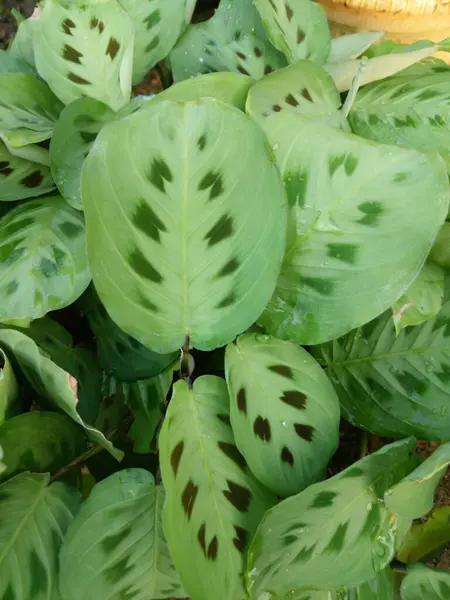 Una Vista Superior Hojas Verdes Con Manchas Oscuras Jardín —  Fotos de Stock