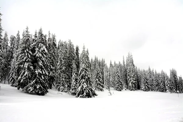 Ein Schuss Tannenwald Der Mit Schnee Bedeckt Ist — Stockfoto