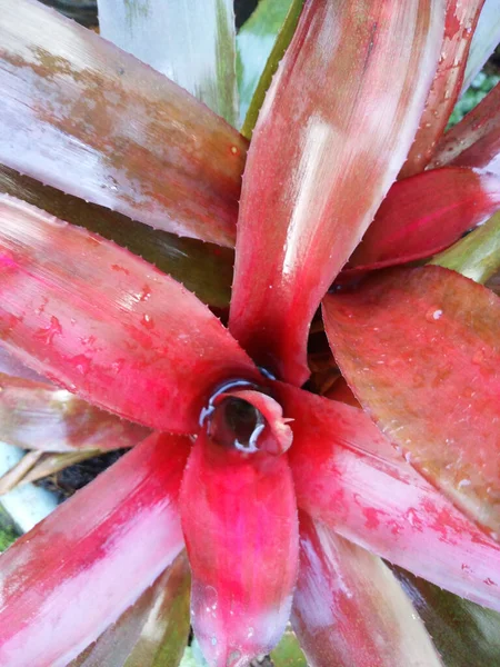 Bir Bahçeye Yerleştirilmiş Pembe Kırmızı Bromeliad Dikey Görüntüsü — Stok fotoğraf