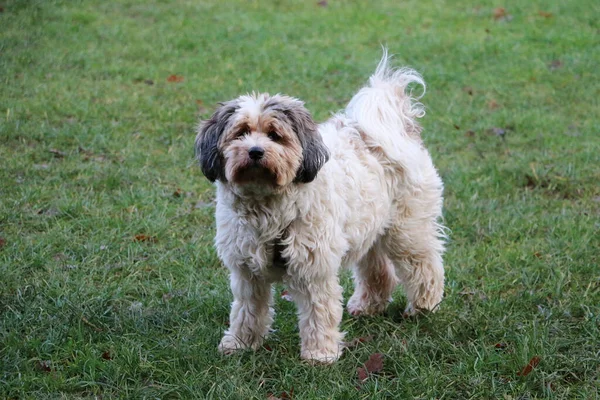 Petit Chien Mignon Jouant Sur Prairie Couverte Herbe — Photo