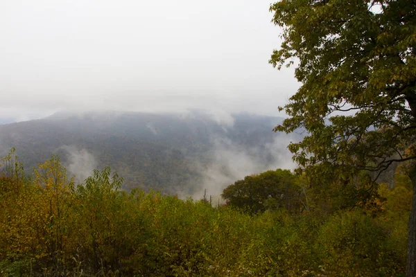 Una Hermosa Foto Colorido Bosque Niebla — Foto de Stock