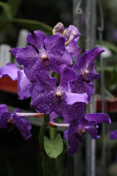 Вертикальный Снимок Красивых Фиолетовых Цветов Орхидеи — стоковое фото