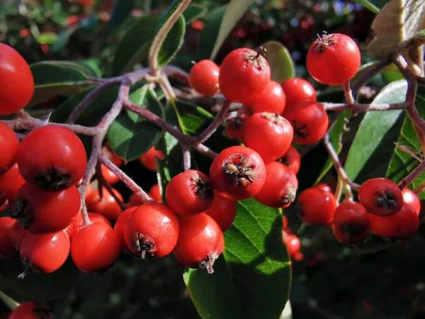 Eine Selektive Fokusaufnahme Blühender Roter Cotoneaster Beeren — Stockfoto