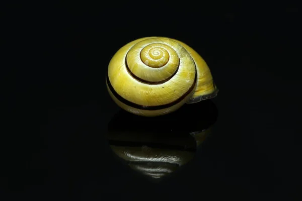 달팽이 껍질의 클로즈업 — 스톡 사진