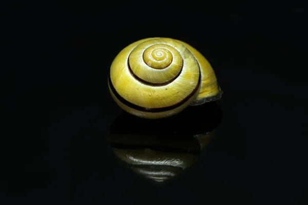 Tiro Close Uma Concha Caracol Fundo Preto Isolado — Fotografia de Stock