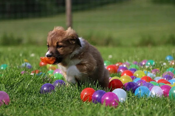 Petit Chien Mignon Jouant Avec Les Boules Colorées Sur Herbe — Photo