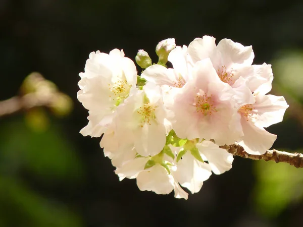 緑の中に咲く桜の花のクローズアップ — ストック写真