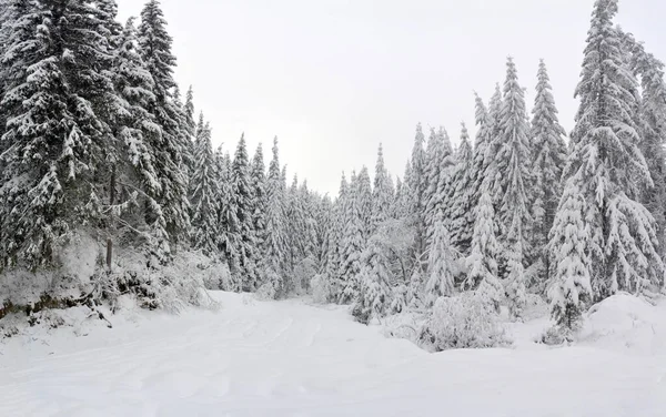 Μια Όμορφη Φωτογραφία Ενός Χειμερινού Δάσους Καλυμμένου Χιόνι — Φωτογραφία Αρχείου