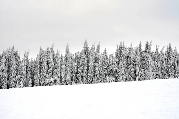 Tiro Uma Floresta Abetos Coberta Neve — Fotografia de Stock