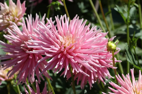 ピンクの花のクローズアップショット — ストック写真