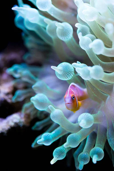 A closeup shot of an orange fish near a blue sea anemone