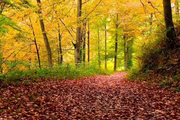 Cesta Podzimním Parku — Stock fotografie