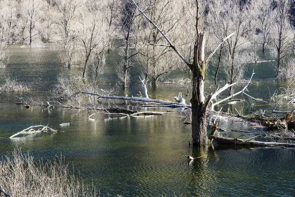 Overstroomde Omgevallen Bomen — Stockfoto