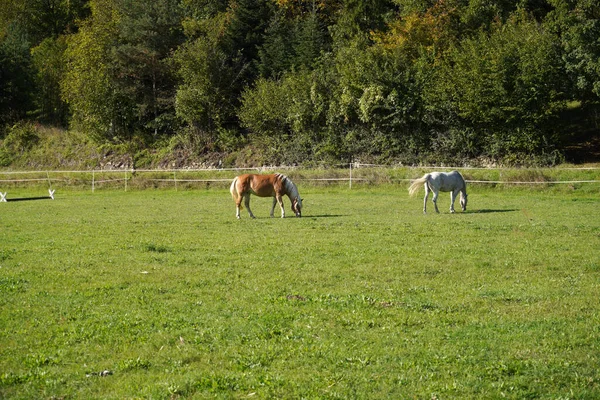 田野里有两匹马 四周绿树成荫 阳光下有栅栏 — 图库照片