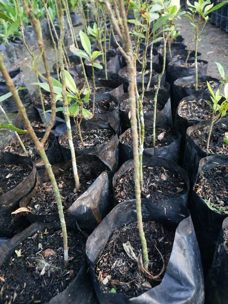 庭の黒いビニール袋に植えられた接ぎ木の垂直閉鎖ショット — ストック写真