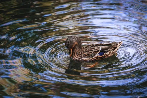 Beautiful Female Mallard Duck Pond — Stock Photo, Image