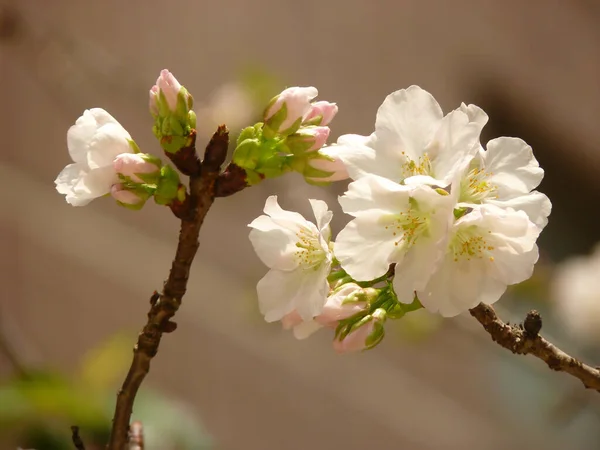 Gros Plan Fleurs Cerisier Fleurs Dans Verdure — Photo