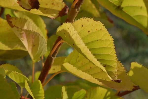 Ein Selektiver Fokusschuss Gelber Kirschblätter Herbst — Stockfoto