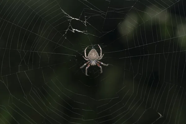 Close Uma Aranha Cinzenta Tecendo Sua Teia — Fotografia de Stock