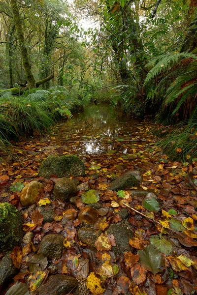 Bild Liten Flod Höstskog — Stockfoto