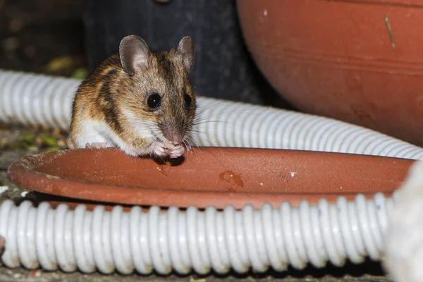 Een Muis Die Eet Van Een Bruine Basis Van Een — Stockfoto