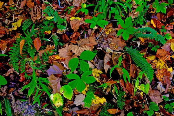 Primer Plano Coloridas Hojas Secas Otoño Entre Las Verdes Frescas —  Fotos de Stock